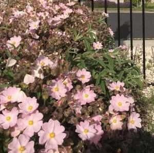 Meet your Posher, Alice